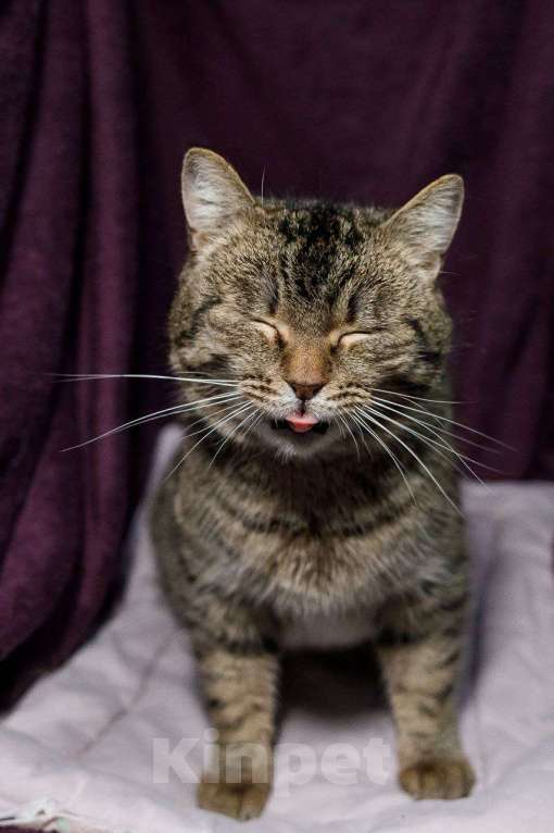 Кошки в Москве: Граф в добрые руки Мальчик, Бесплатно - фото 2