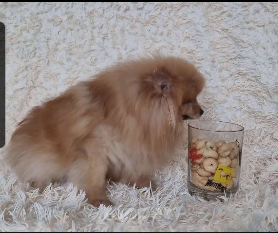 Собаки в Электростали: Ищет новую семью трёх лентяя девочка.  Девочка, Бесплатно - фото 5