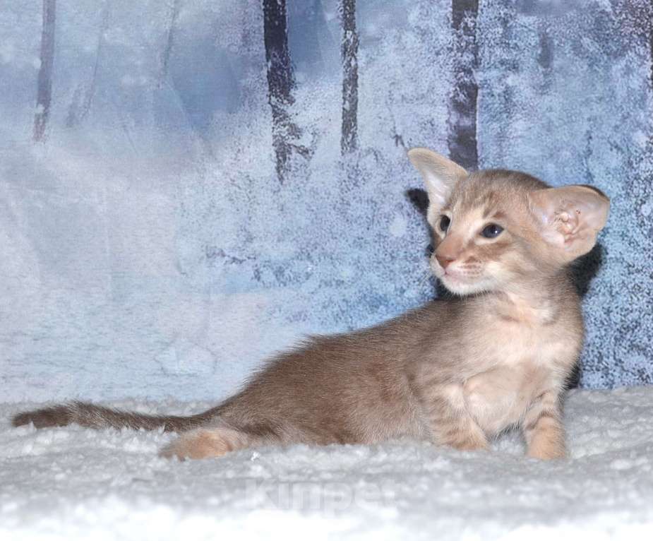 Кошки в Глазове: кот Компот Мальчик, 50 000 руб. - фото 2