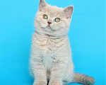 Кошки в Ульяновске: Британский котенок (кошечка) Девочка, 12 000 руб. - фото 2