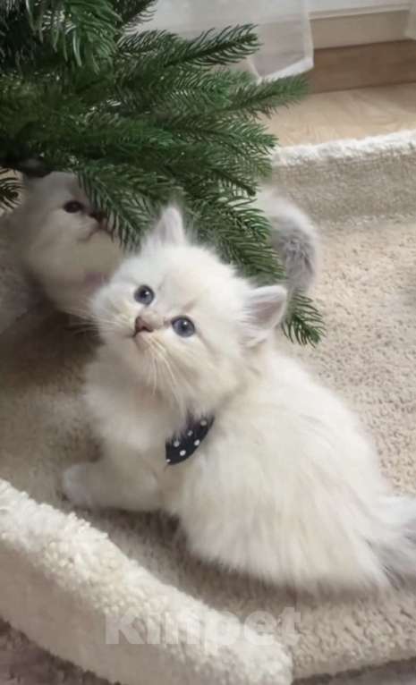 Кошки в Москве: Ragdoll к новому году  Мальчик, 26 000 руб. - фото 2