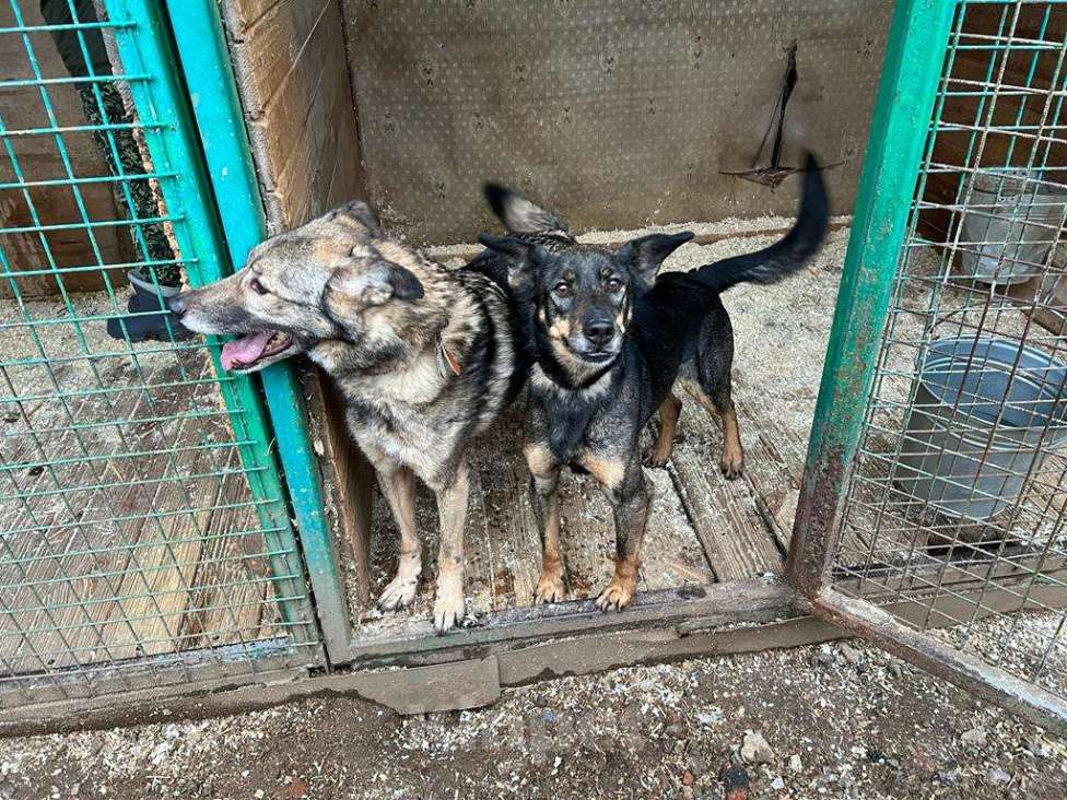 Собаки в Москве: Лика Девочка, Бесплатно - фото 4
