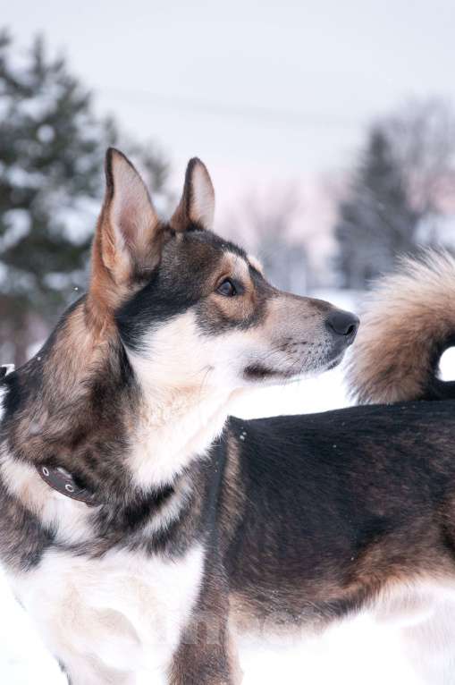 Собаки в Ногинске: Внимание: найден источник бесконечной энергии! Зовут Джои. Нужен добрый и терпеливый диспетчер! Мальчик, Бесплатно - фото 2