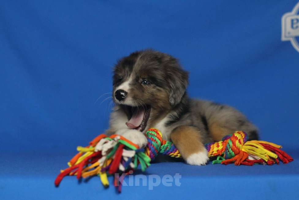 Собаки в Рязани: Ще́нки мини ауси Разнополые, 60 000 руб. - фото 1