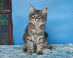 Кошки в Москве: Сибирский котёнок Девочка, Бесплатно - фото 6