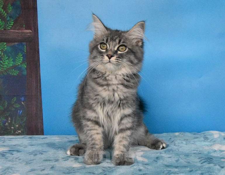 Кошки в Москве: Сибирский котёнок Девочка, Бесплатно - фото 6