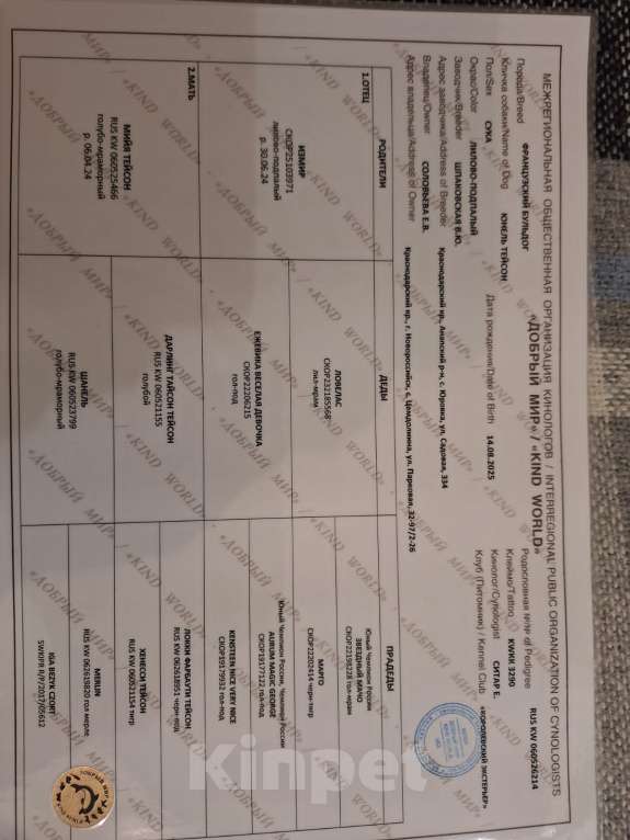 Собаки в Новороссийске: Продается французкий бульдог,лилового окраса Девочка, 110 000 руб. - фото 2