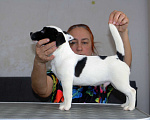Собаки в Санкт-Петербурге: Гладкие щенки джек рассел терьера Мальчик, 40 000 руб. - фото 5
