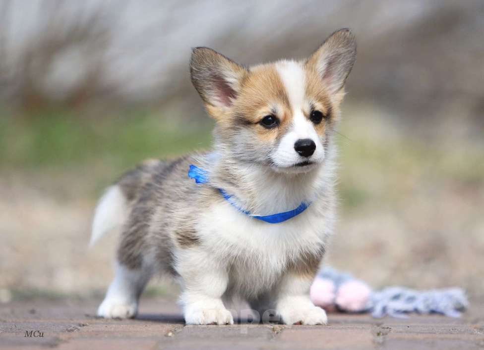 Собаки в Раменском: Мальчик Вельш корги пемброк  Мальчик, 70 000 руб. - фото 2