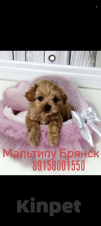 Собаки в Брянске: Щенки тедди мальтипу Мальчик, Бесплатно - фото 10