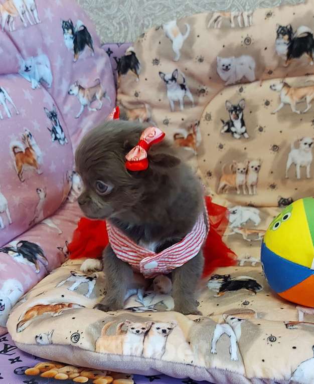 Собаки в Новосибирске: Девочка Чихуахуа Девочка, Бесплатно - фото 4