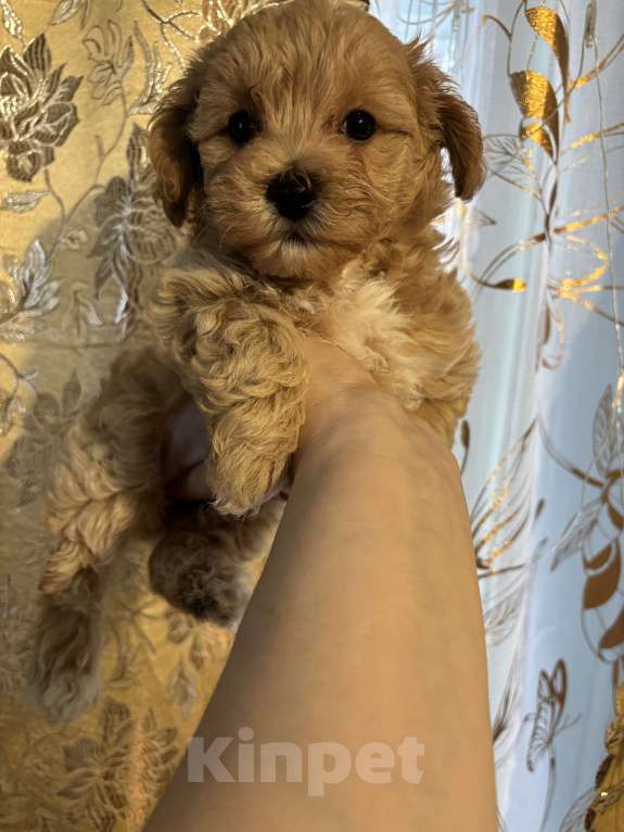 Собаки в Брянске: Мальтипу девочка мини Девочка, 135 000 руб. - фото 3