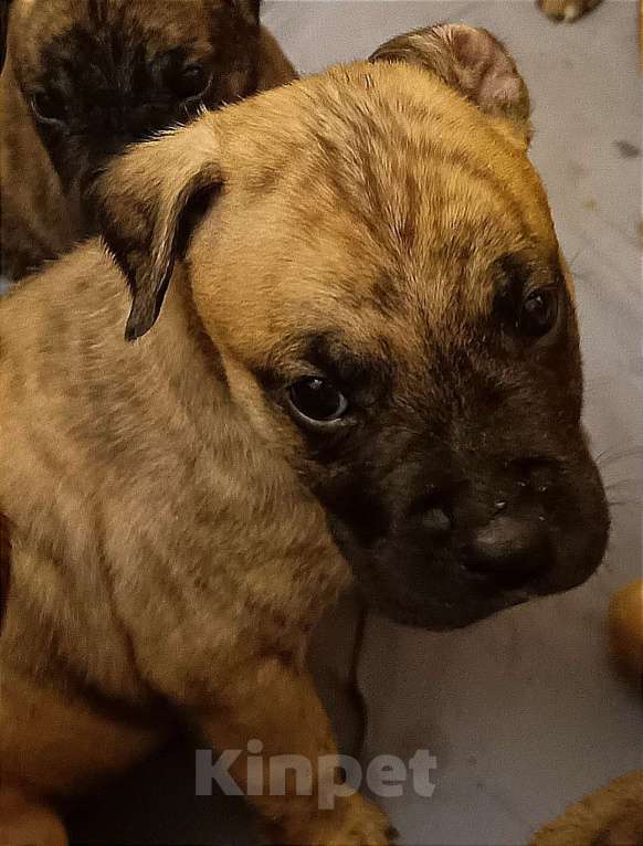 Собаки в Москве: Породистые и красивые щенки Алано Мальчик, Бесплатно - фото 9