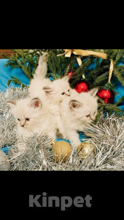 Кошки в Москве: Рэгдолл девочки Девочка, 35 000 руб. - фото 4