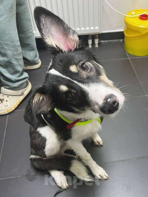 Собаки в Москве: передумали и вернули в приют Шафранку Девочка, Бесплатно - фото 1