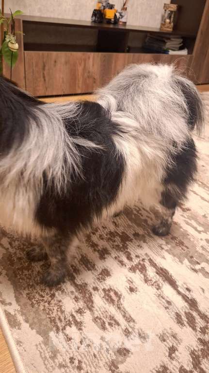 Собаки в Рязани: Немецкий шпиц (миниатюрный) Девочка, 15 000 руб. - фото 6