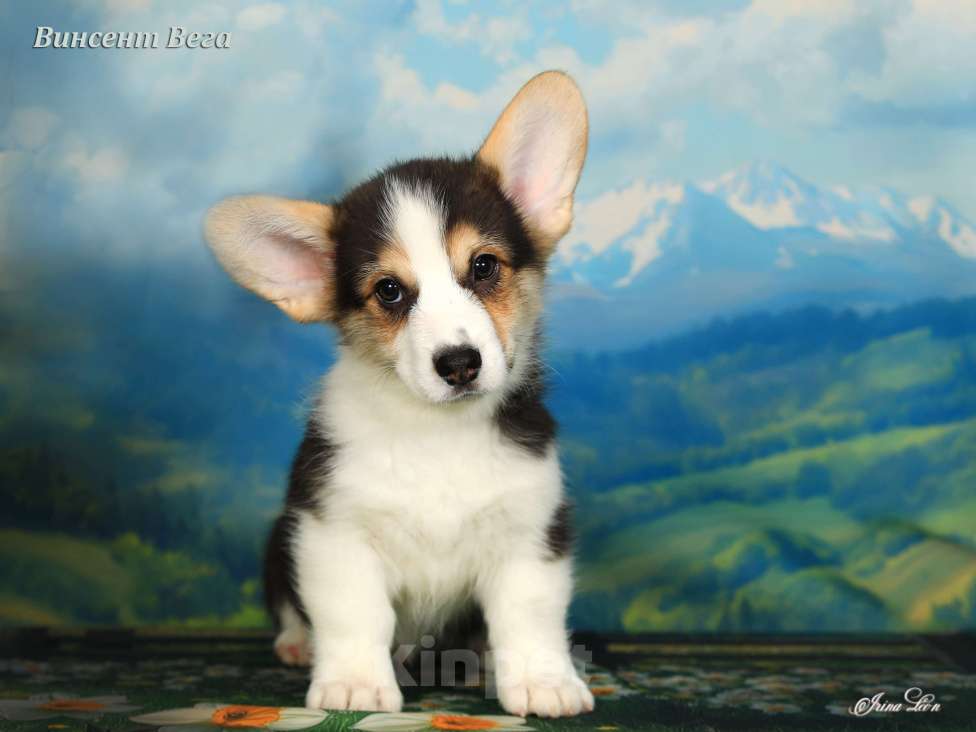 Собаки в других городах Московской области: Продается мальчик вельш корги пемброк Мальчик, 60 000 руб. - фото 3