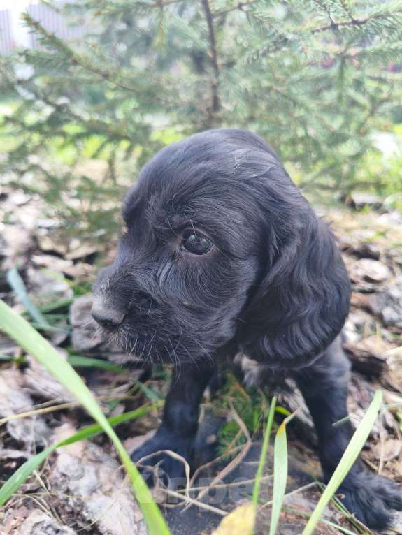 Собаки в Москве: Мальчик 3 Мальчик, 20 000 руб. - фото 5