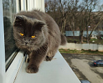 Кошки в Армавире: Продаю умных здоровых котят. Девочка, 10 000 руб. - фото 5