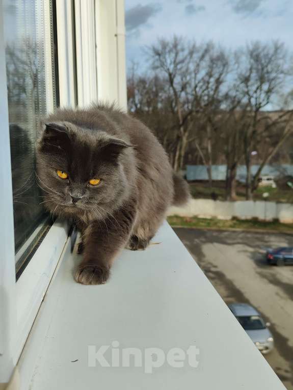 Кошки в Армавире: Продаю умных здоровых котят. Девочка, 10 000 руб. - фото 5