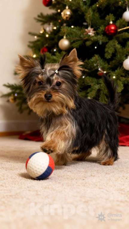 Собаки в Жуковском: Миниатюрная девочка йорка Девочка, 35 000 руб. - фото 1