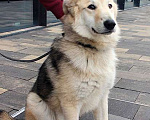 Собаки в Санкт-Петербурге: Очаровательный ласковый щенок-подросток Клайд ищет дом Мальчик, Бесплатно - фото 2