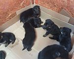 Собаки в Ульяновске: Щенки от чистокровных овчарок, 10 000 руб. - фото 2