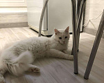 Кошки в Ельне: Красавчик мейн кун, 15 000 руб. - фото 2