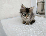 Кошки в Сарове: Котята ищут себе хозяина., 1 руб. - фото 2
