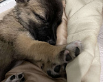 Собаки в Краснодаре: Щенок в добрые руки  Девочка, Бесплатно - фото 1