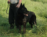 Собаки в Москве: Чёрная немецкая овчарка Девочка, Бесплатно - фото 6