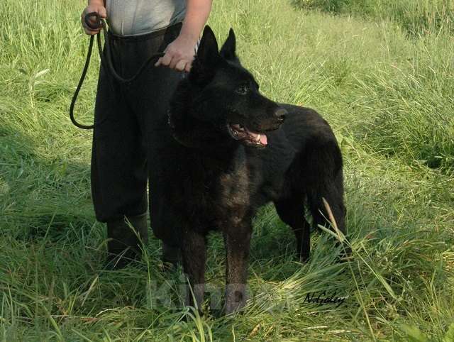 Собаки в Москве: Чёрная немецкая овчарка Девочка, Бесплатно - фото 6