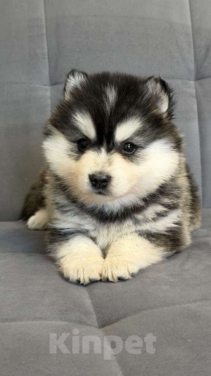 Собаки в Санкт-Петербурге: Мальчик помски Мальчик, 50 000 руб. - фото 3