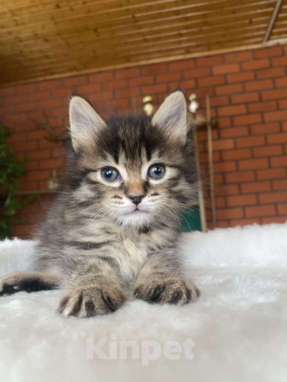 Кошки в Москве: Курильский бобтейл девочка Девочка, 40 000 руб. - фото 5