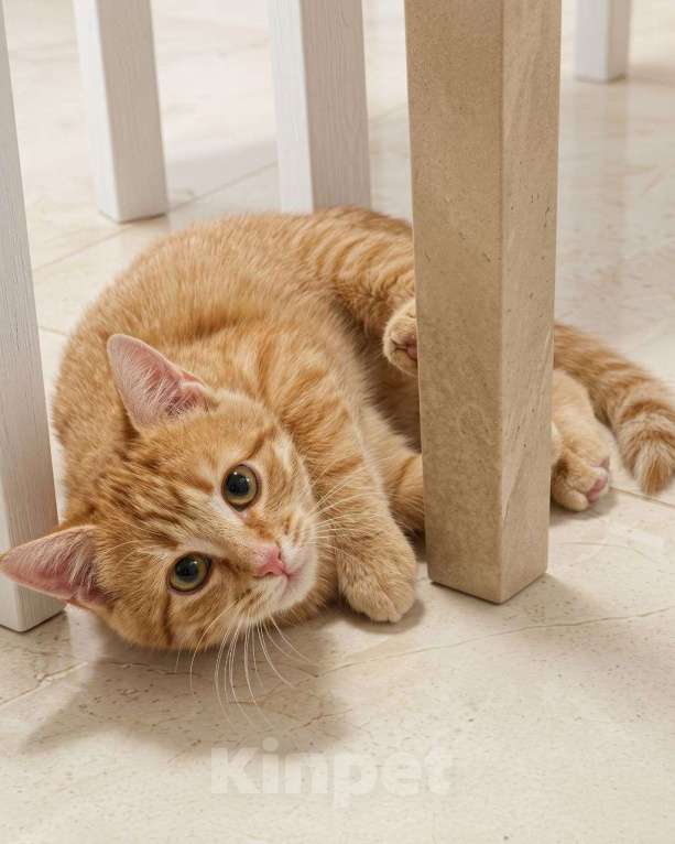 Кошки в Москве: Котенок Зоя ищет дом Девочка, Бесплатно - фото 1