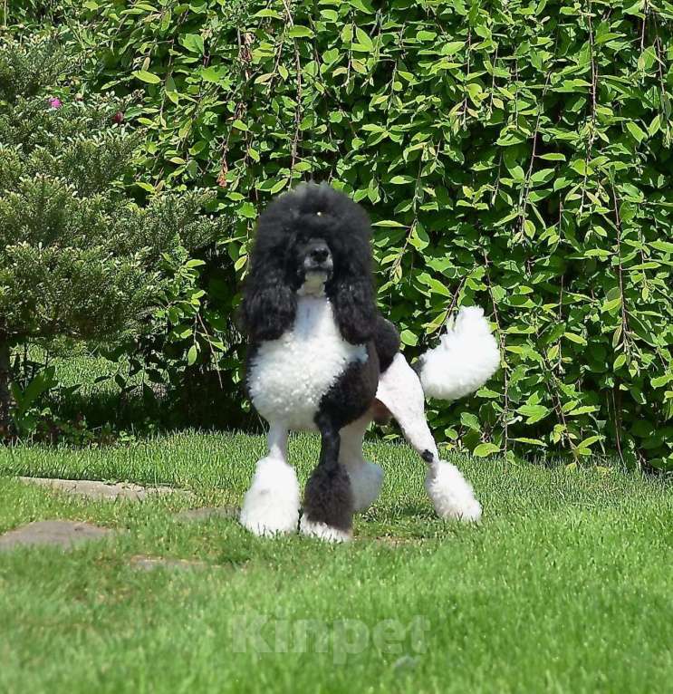 Собаки в Воронеже: Щенок Пуделя арлекин Мальчик, 90 000 руб. - фото 6