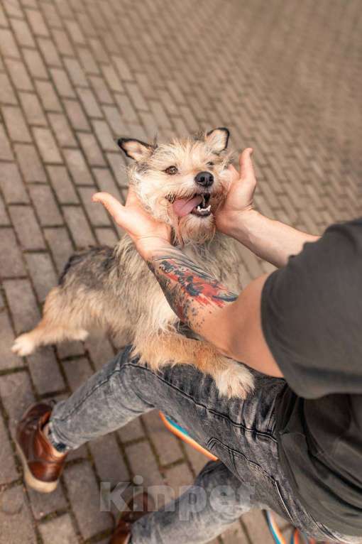 Собаки в Москве: Боско. Собака с самой необычной внешностью Мальчик, Бесплатно - фото 4