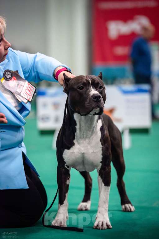 Собаки в Москве: Вязка Американский стаффордширский терьер Мальчик, 1 000 руб. - фото 9