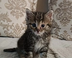 Кошки в Самаре: Котенка добрым людям Девочка, Бесплатно - фото 1