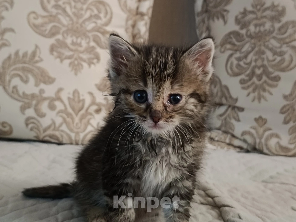 Кошки в Самаре: Котенка добрым людям Девочка, Бесплатно - фото 1