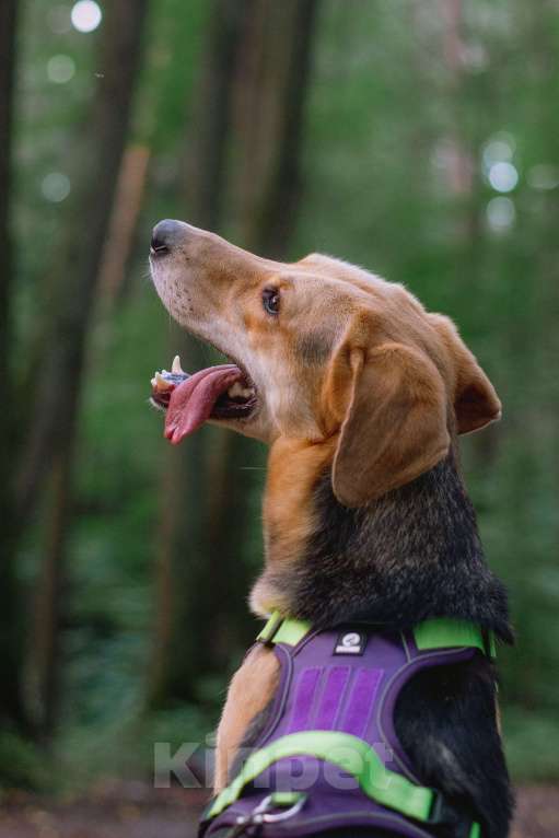 Собаки в Москве: Рэм ищет дом Мальчик, Бесплатно - фото 9