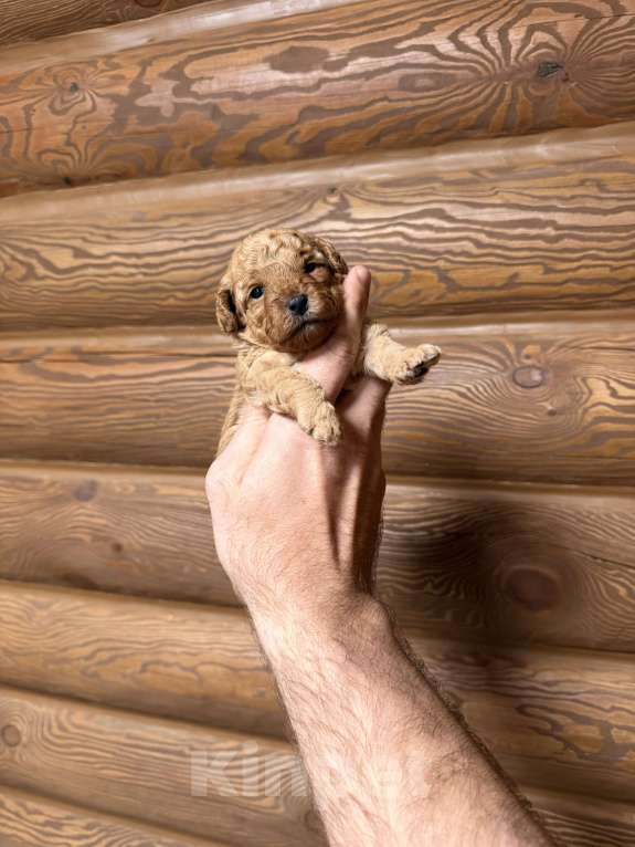 Собаки в Краснодаре: Той пудель щенок Девочка, 65 000 руб. - фото 1