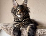 Кошки в Калининграде: Котик мейн кун Мальчик, Бесплатно - фото 2