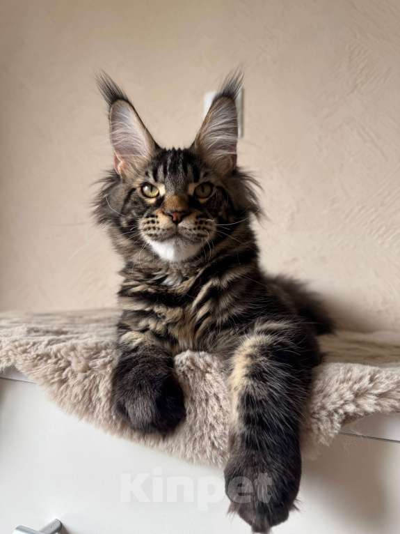 Кошки в Калининграде: Котик мейн кун Мальчик, Бесплатно - фото 2