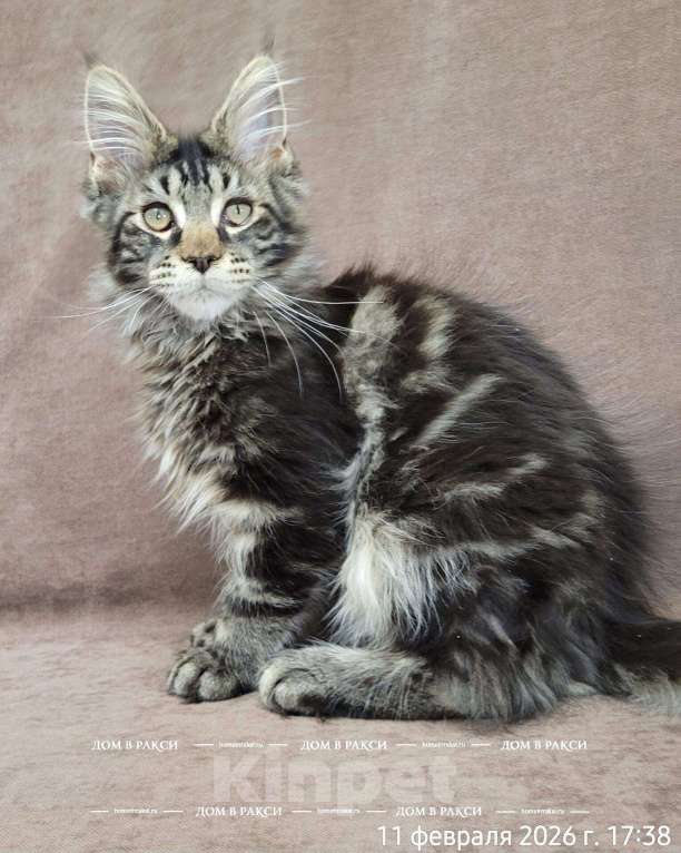 Кошки в Всеволожске: Мейн-кун Arlo-З Raksi Line Мальчик, Бесплатно - фото 1