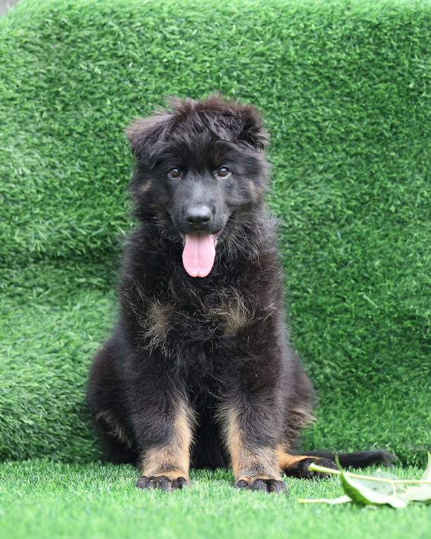 Собаки в Якутске: Щенок длинношерстной немецкой овчарки. Девочка, Бесплатно - фото 4