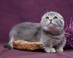 Кошки в Барнауле: Котик Юпитер💎 Мальчик, Бесплатно - фото 10