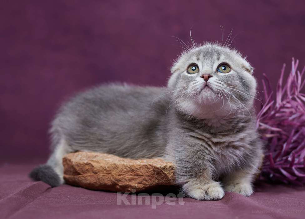 Кошки в Барнауле: Котик Юпитер💎 Мальчик, Бесплатно - фото 10
