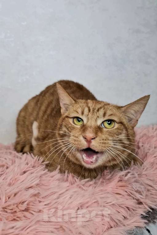 Кошки в Москве: Рыжий кот в добрые руки Мальчик, Бесплатно - фото 1