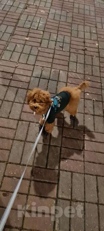 Собаки в Москве: Продам собаку Мальчик, 70 000 руб. - фото 1